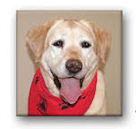 Pet Memorial Mini Panels 4" x 4"
